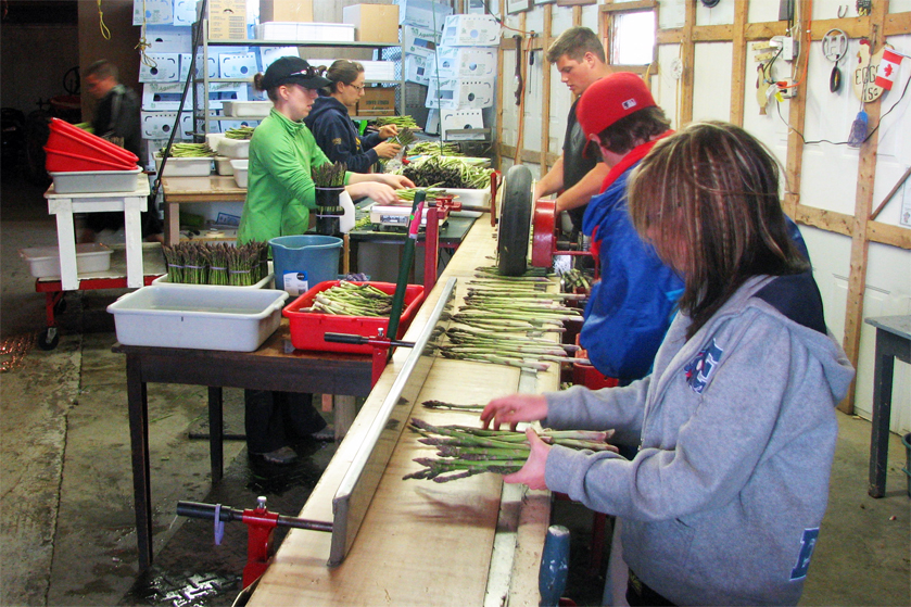 Mazak Farms staff grading organic asparagus