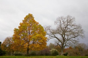 autumn-contrast